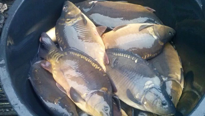 Straż Rybacka wkracza do akcji 