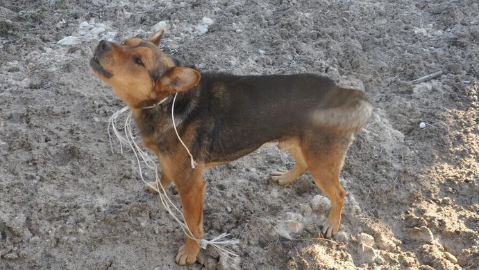 Pies uratowany przez funkcjonariuszy Służby Ochrony Kolei