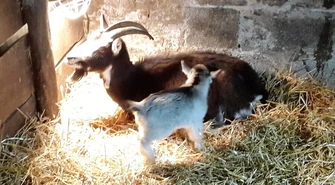 Narodziny koźlątka w bożonarodzeniowej szopce