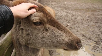 Zimowy rajd z PTTK. Będą pomagać zwierzętom 