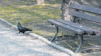 Nie ma mocnych na gawrony 