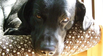 Adoptuj psa! - apelują włodarze gminy Wola Krzysztoporska