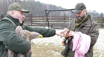 Dalsze losy rannego bielika