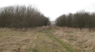 Zwłoki w krzakach przy ulicy Wroniej