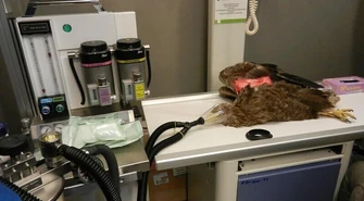 Historia postrzelonego bielika &#8211; ciąg dalszy