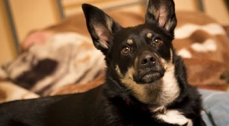 Schronisko dla zwierząt w Piotrkowie. Dlaczego tym razem bez przetargu? 