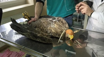 Postrzelony bielik nie żyje