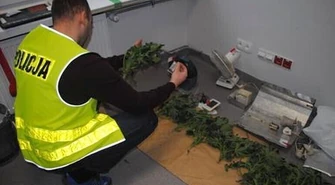 Uprawiał konopie indyjskie w piwnicy