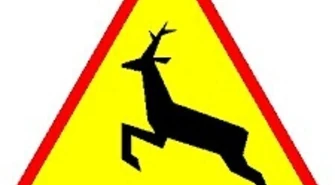 Sarna wybiegła na drogę, tico wylądowało w rowie 