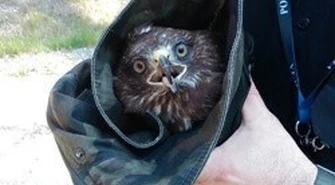 Ranny myszołów uratowany