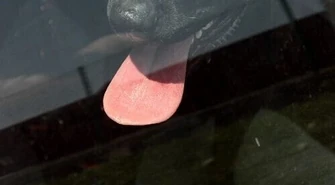 Zamknęła psa w samochodzie i poszła do kosmetyczki 