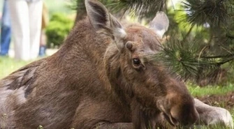 Lekarz w szpitalu z powodu... łosia