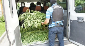 Policja wykryła 680 krzaków konopi indyjskich