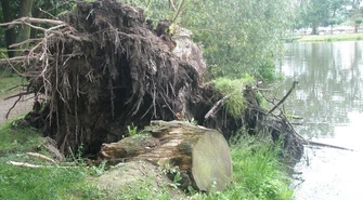 Przewrócone drzewo w parku Belzackim