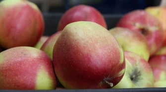 80 ton darmowych jabłek dla mieszkańców gminy Wola Krzysztoporska