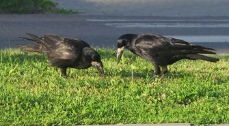 Będzie sokolnik, będzie zrzucanie gniazd. Wojna została wypowiedziana! 