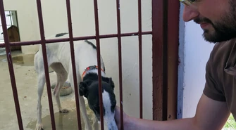 Porzucona Dalida czeka na nowego właściciela