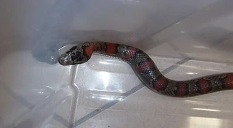 Kto zgubił węża ?