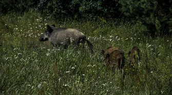 Dziki grasują pod Tomaszowem i Sulejowem