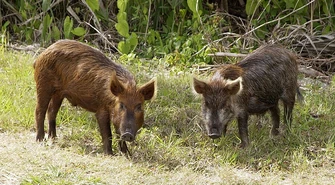 Dziki do odstrzału? 