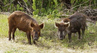 Pomór świń &#8211; czy mamy się bać?