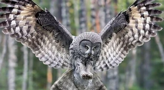 Dzikie ptactwo na Placu Pofranciszkańskim 