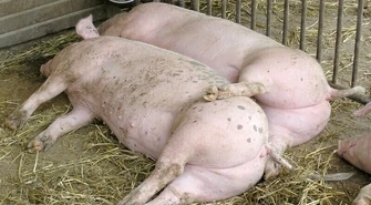 Powiat piotrkowski zagrożony afrykańskim pomorem świń? 