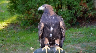 Drapieżniki płoszą gawrony w parku