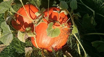 Olek wyhodował dynię giganta 