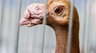 Wystawa gołębi rasowych w Moszczenicy