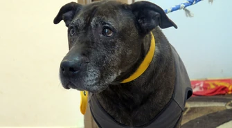 Zwierzaki z piotrkowskiego schroniska czekają na Wigilię