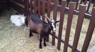 Dwie szopki u Bernardynów 