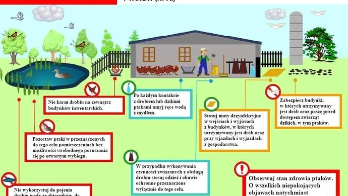 Kolejne ogniska ptasiej grypy w Polsce. Ministerstwo Rolnictwa ostrzega