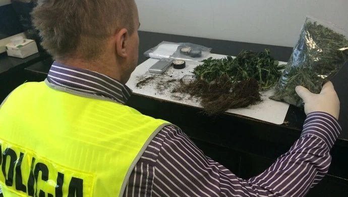 Mała plantacja w wynajętym mieszkaniu 