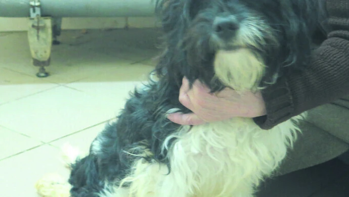 Tippi ma zmiażdżone łapki i potrzebuje wózka [AKTUALIZACJA]