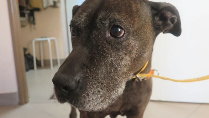 Człowieczeństwo? Uczmy się od zwierząt