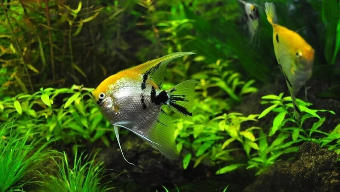 W jaki sposób pielęgnować akwarium?