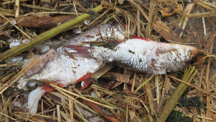 Śnięte ryby na "Słoneczku"