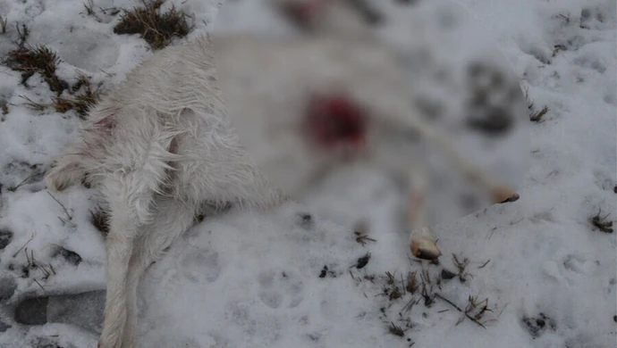 Kozy zagryzione przez husky. Właściciel psa poszukiwany