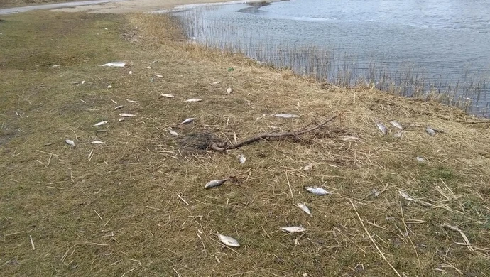 Co tak śmierdzi i kto to posprząta?