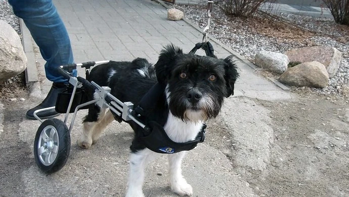 Tippi ma już wózek