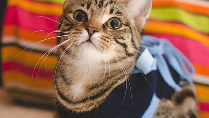 Jeden procent dla kotów 