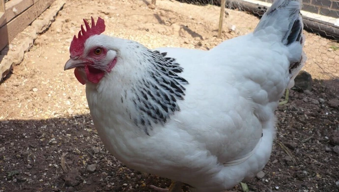 Są pierwsze kary. Za kury