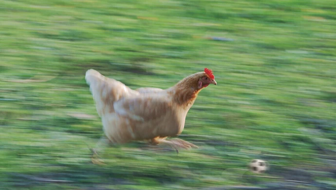 Świąteczna przerwa sportowców