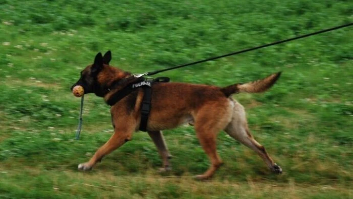 Policyjny pies odnalazł chłopaka, który zamierzał popełnić samobójstwo 