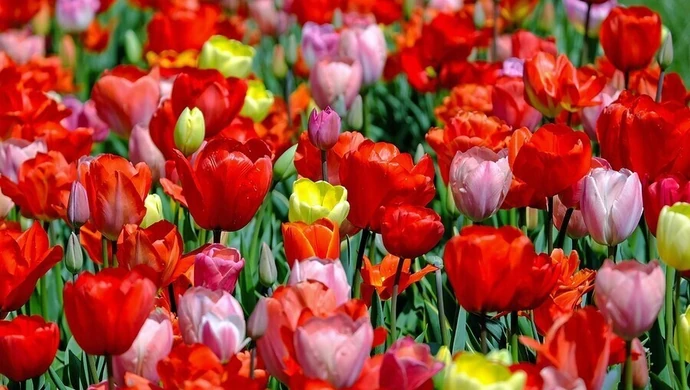 Piotrkowskie Targi Ogrodnicze w najbliższą niedzielę 