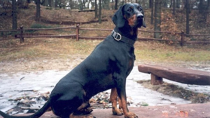 Konkurs Pracy Dzikarzy na piotrkowskiej strzelnicy