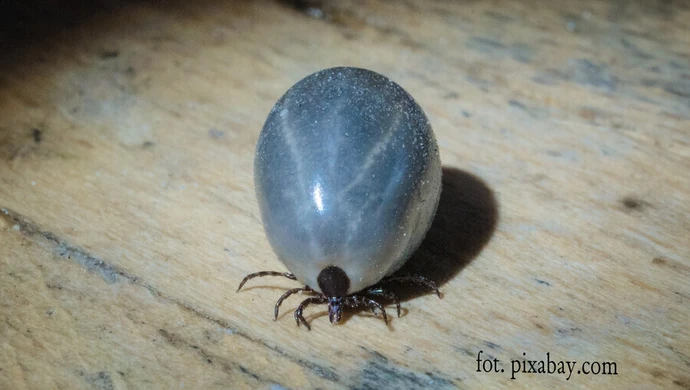 Już 8 przypadków boreliozy w naszym regionie