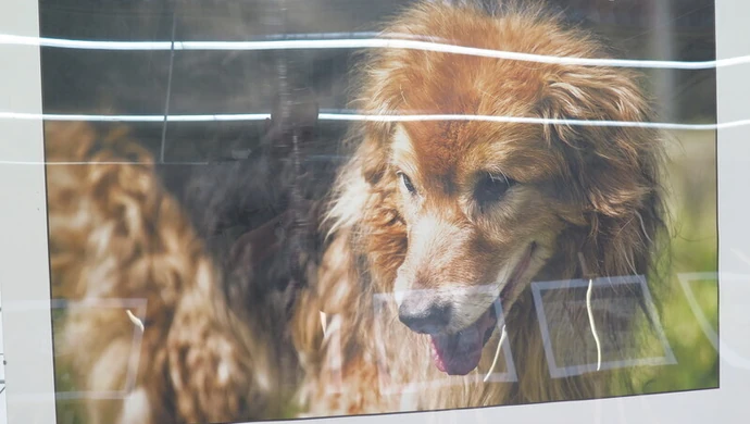 "Nie kupuj - adoptuj" 