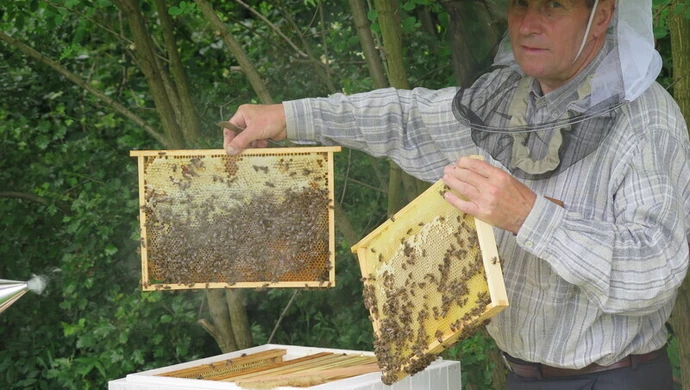 Pierwszy miód z piotrkowskich uli